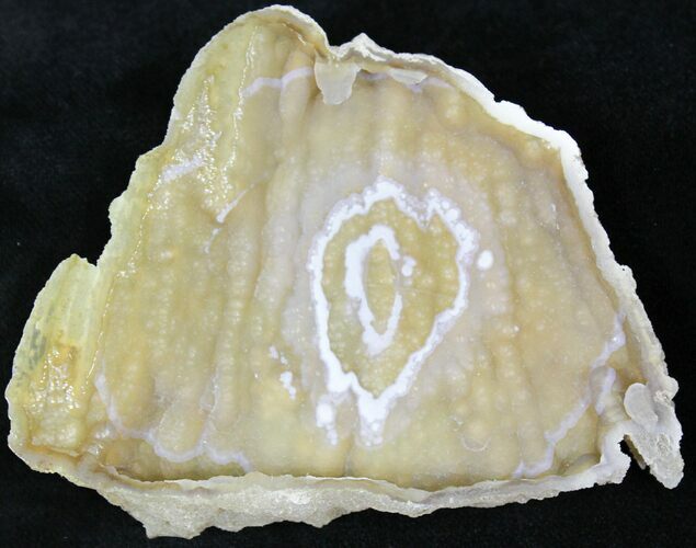 Agatized Fossil Coral Geode - Florida #22431
